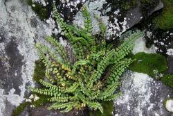 Asplenium trichomanes. Mature plant growing in rock crevice. 
 Image: L.R. Perrie © Te Papa CC BY-NC 3.0 NZ